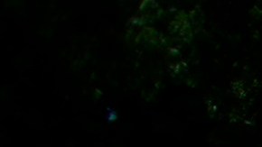 No hay ninguna indicación que las muertes estén relacionadas.