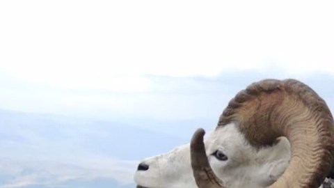 En 2016, Donald Trump Jr. fue criticado por sus afición a la cacería.