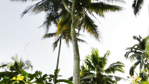 The three headed coconut tree stands 08 February 2006 in Abidjan. The Marc Delorme Agricultural Research Centre in Ivory Coast says it will reluctantly part with its pride possession, a magnificent 30-metre (100-feet) Malayan tall, in exchange for a million dollars to help fund its research. PHOTO AFP/ KAMBOU SIA (Photo credit should read KAMBOU SIA/AFP/Getty Images)