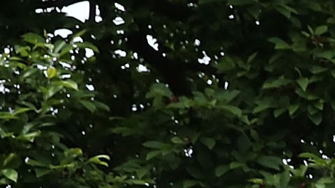 El presidente Trump firmó su orden en el jardín de las rosas de la Casa Blanca.