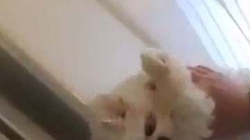 En el texto que acompaña las imágenes se aclara que "no se perjudicó al cachorro".