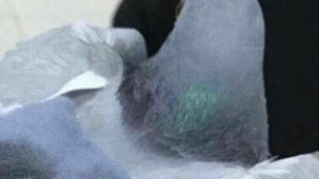 La paloma llegó a Kuwait procedente de Irak.