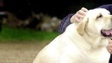 perro obeso