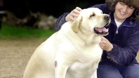 perro obeso