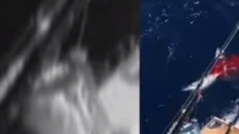 El tiburón intentó escapar de sus captores.