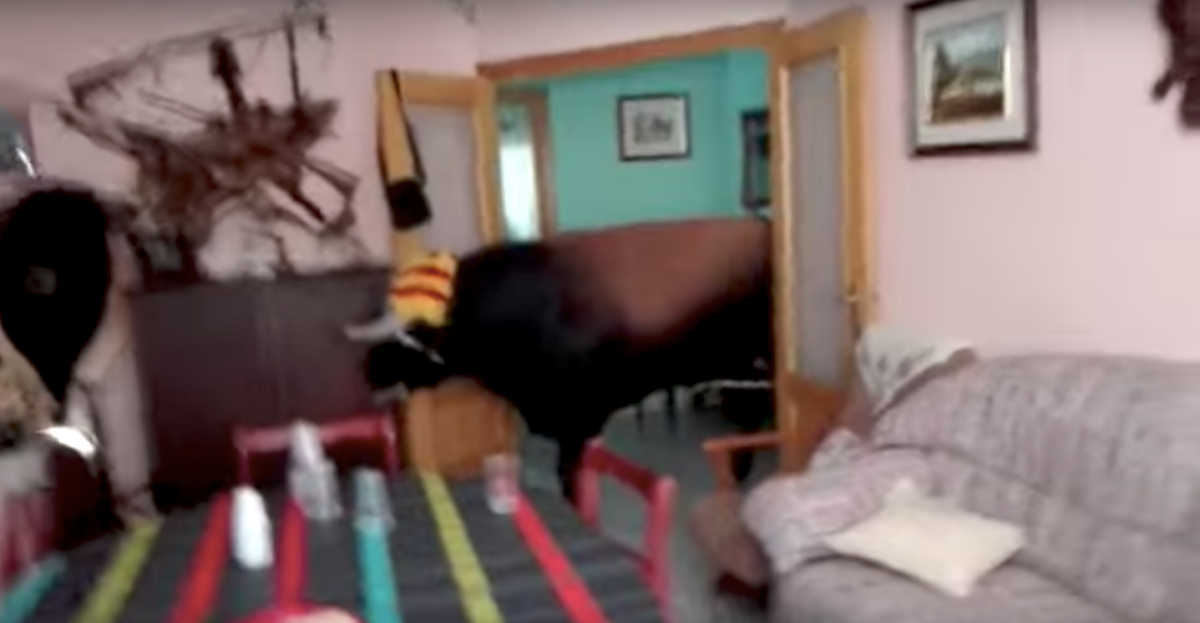 Video: Toro se mete en una casa durante encierro en Valencia