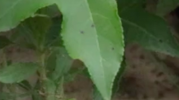 Serpiente vomita otra serpiente