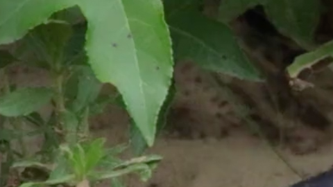 Serpiente vomita otra serpiente