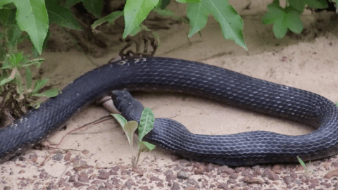 Serpiente vomita otra serpiente