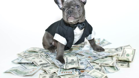 perro millonario