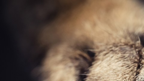 garras gato