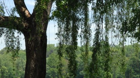 Parque Van Cortlandt