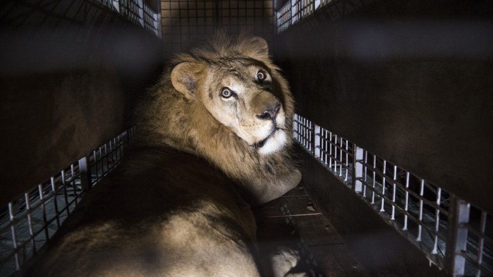 Matan y descuartizan cruelmente a dos leones rescatados de un circo para fines rituales