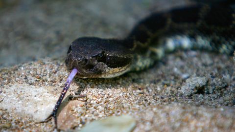 Las autoridades todavía desconocen de qué tipo de serpiente se trata.