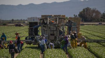 El sector agricultor es uno de los más preocupados por las deportaciones.