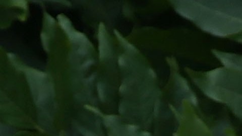 El presidente Trump está en medio de la polémica.