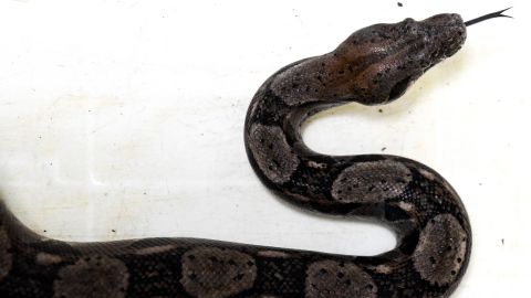 Una serpiente de raza desconocida anda suelta por Nueva York.