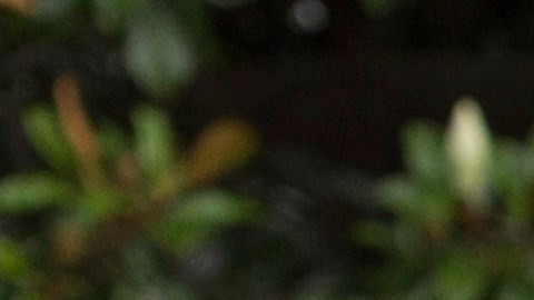 El presidente Trump, la primera dama y su hijo Barron, pasaron el día en el Campo David.