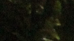 Expacientes de trasplante de corazón y sus familiares se reunieron con médicos pertenecientes al equipo de insuficiencia cardíaca y trasplante de corazón del Montefiore.