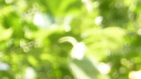 Oscar López declinó un homenaje en el desfile.