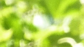 Oscar López declinó un homenaje en el desfile.