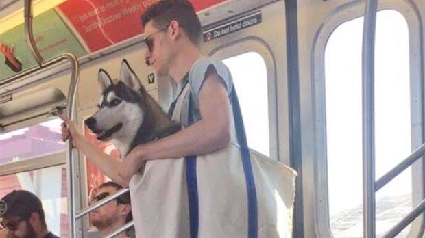tipo pala Colectivo Fotos: Así viajan con sus perros los pasajeros del metro de Nueva York - El  Diario NY