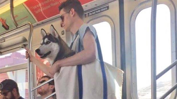 tipo pala Colectivo Fotos: Así viajan con sus perros los pasajeros del metro de Nueva York - El Diario NY tipo pala Colectivo Fotos: Así viajan con sus perros los pasajeros del metro de Nueva York - El Diario NY