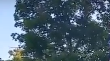 La niña cae desde una atracción de Six Flags.