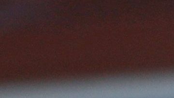 Chestnut ganó el concurso tras comer 72 perritos calientes.