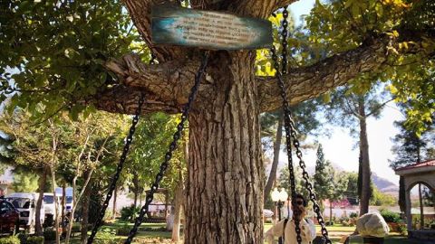 Árbol bajo arresto