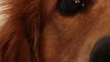 La herencia de un perrito...