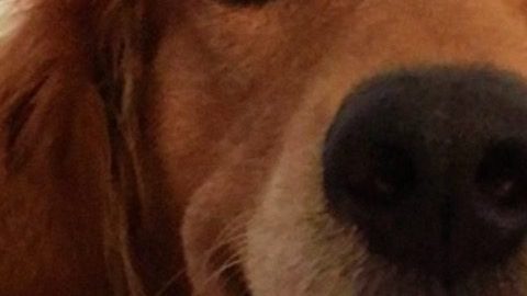 La herencia de un perrito...