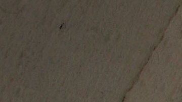 El 70 por ciento de los mexicanos que vive en EEUU planea quedarse en este país.