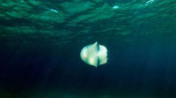 Las medusas venenosas ya causaron estragos el año pasado en Nueva Jersey.