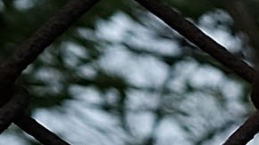 Escena de crimen en zona boscosa de Long Island, NY.