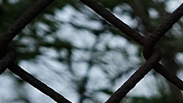 Escena de crimen en zona boscosa de Long Island, NY.