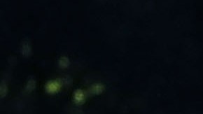 Scaramucci hizo polémicas declaraciones.