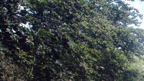 Los ataques se reportaron en el parque de Kissena, en Flushing.