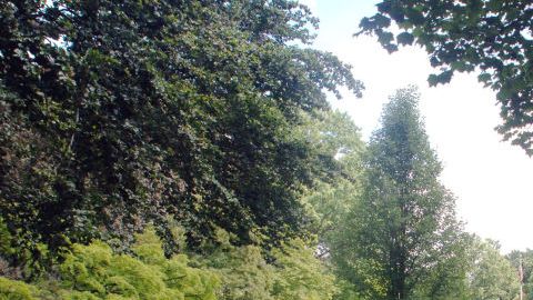 Los ataques se reportaron en el parque de Kissena, en Flushing.