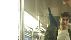 Un neoyorquino se presentó de esta guisa en el Subway.