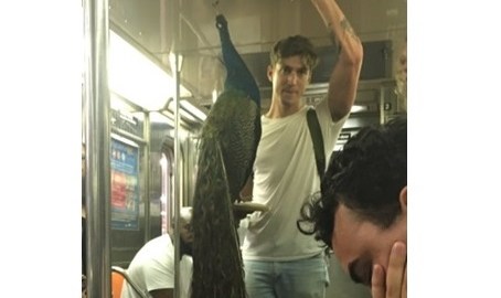 Un neoyorquino se presentó de esta guisa en el Subway.