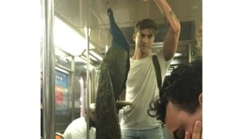 Un neoyorquino se presentó de esta guisa en el Subway.