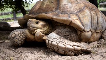 La tortuga es originaria de África y pesa 95 libras.