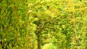 Túnel del amor, vegetación