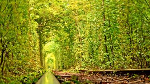 Túnel del amor, vegetación