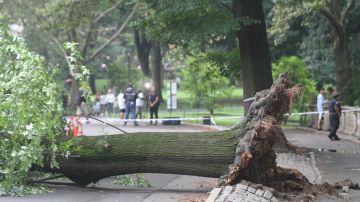 El árbol se cayó a la altura de la calle 62 Oeste en el West Drive.
