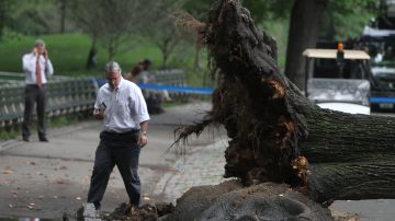 Arbol se desmorono en el Central Park, lastimando un persona adulta y sus hijos.