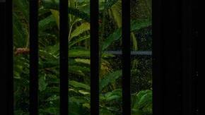 Embajada de Canadá.