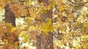 Caminar 10 minutos al día incrementa tu salud.