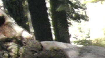 En 2015, en California y Georgia se investigaron posibles casos de peste negra.